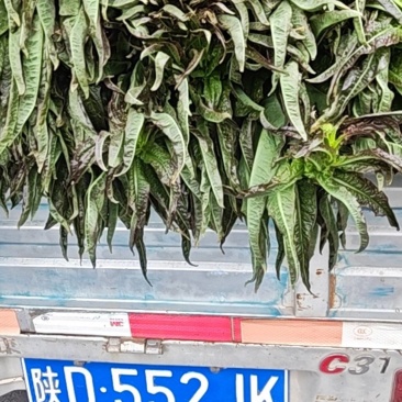 红叶香笋