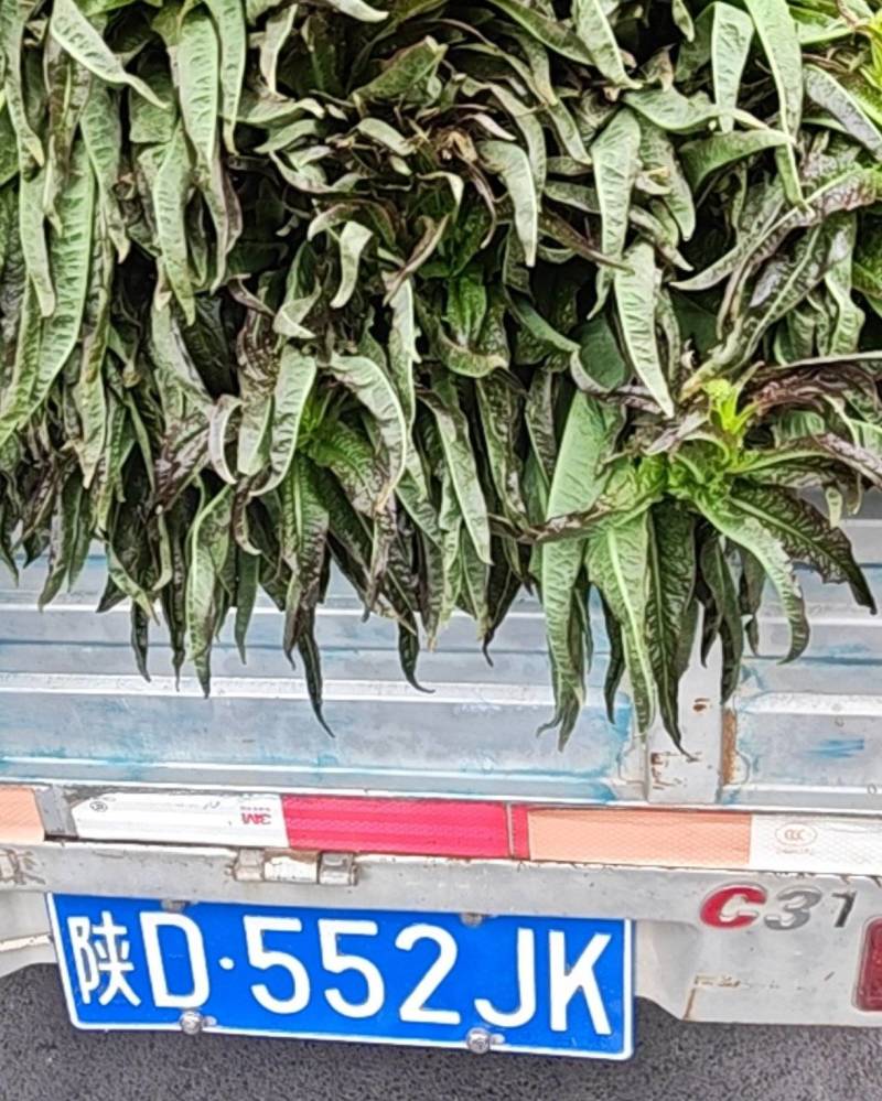 红叶香笋