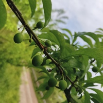 蜂糖李15万斤
