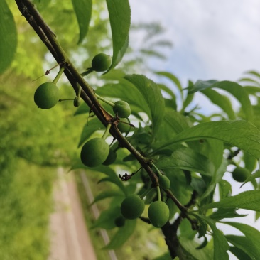 蜂糖李15万斤