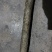 刺树一棵