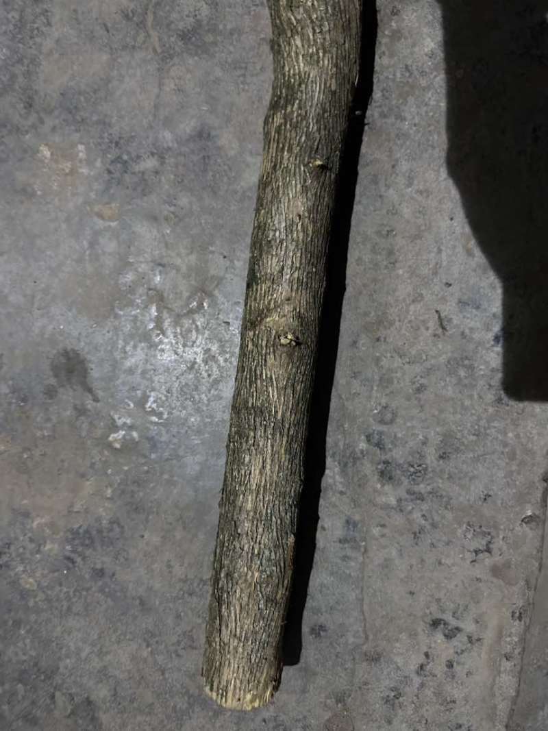 刺树一棵