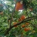 奉节脐橙72-1，圆虹，65-90mm