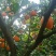 奉节脐橙72-1，圆虹，65-90mm