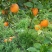 奉节脐橙72-1，圆虹，65-90mm