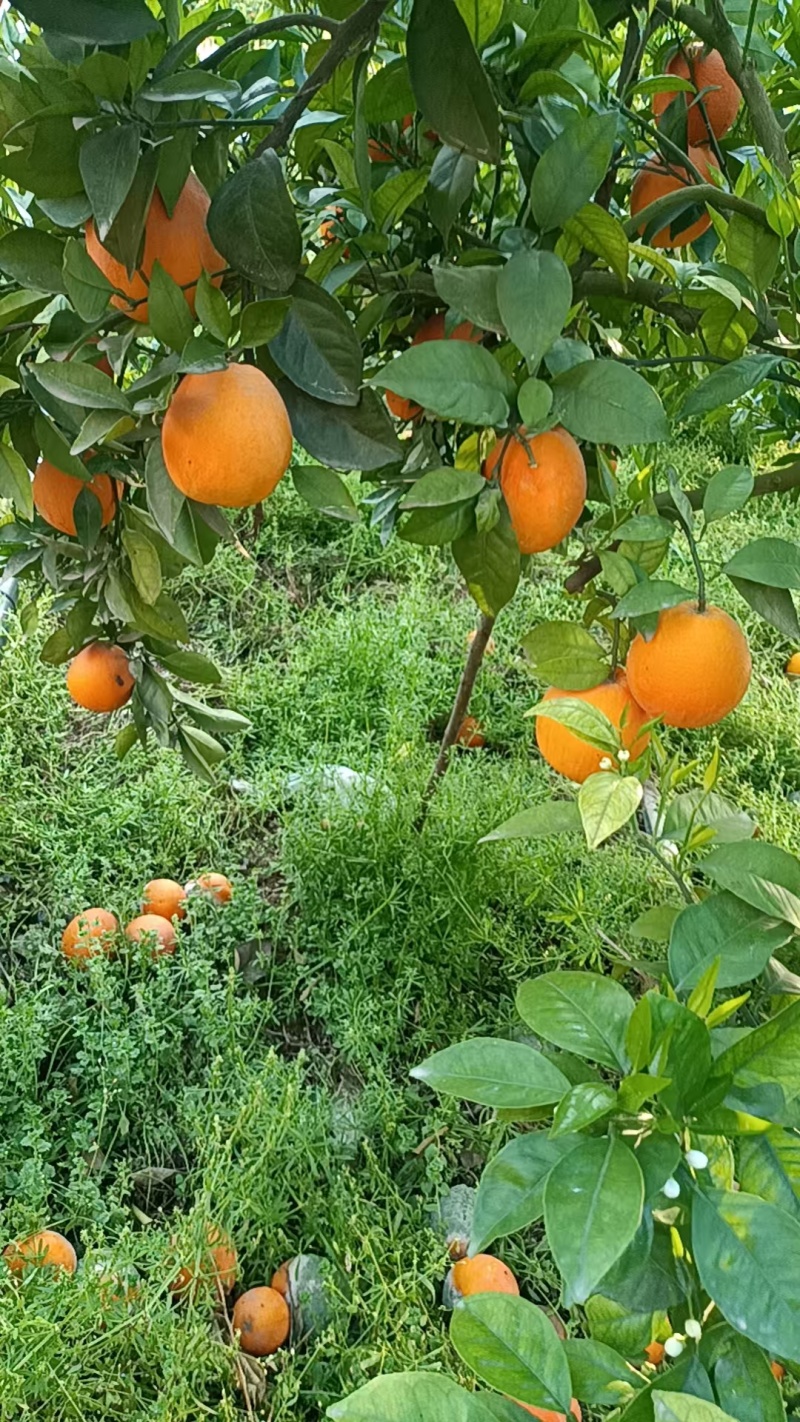 奉节脐橙72-1，圆虹，65-90mm