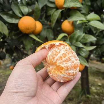 沃柑，见钱就卖，价格低