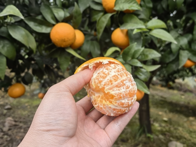 沃柑，见钱就卖，价格低