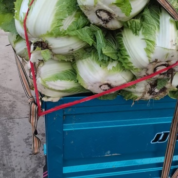 苍山大白菜原产地直采一手货源全国可发大批量有货