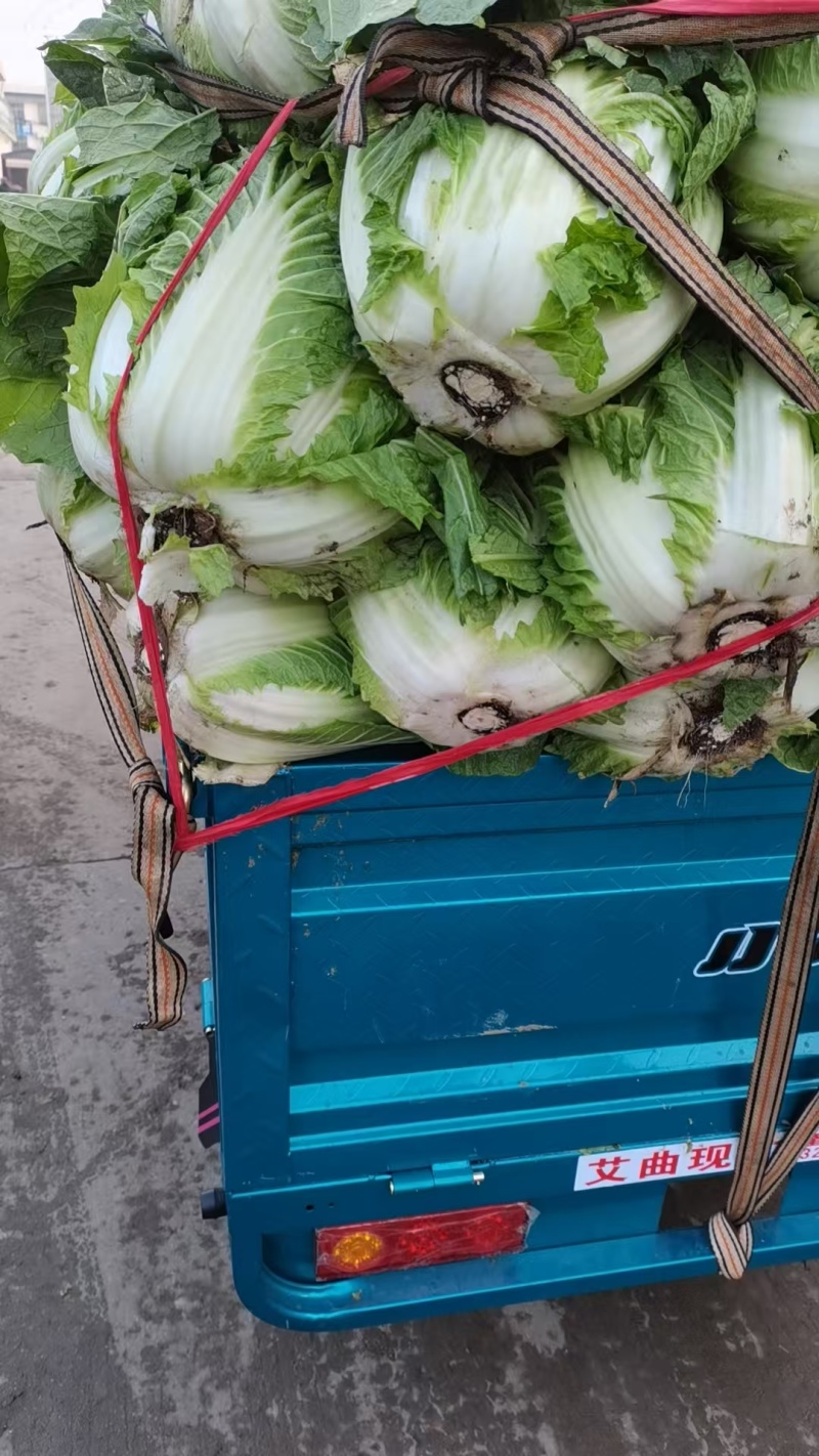 苍山大白菜原产地直采一手货源全国可发大批量有货