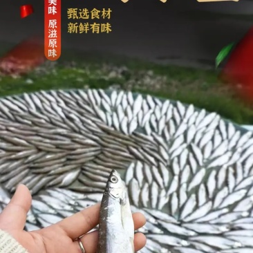 风干鱼