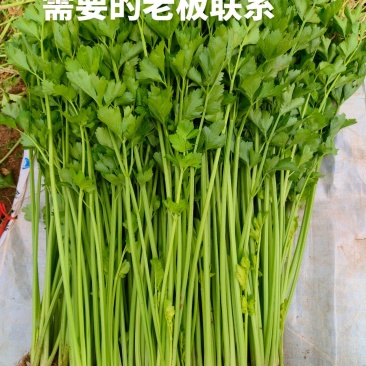 绿芹菜