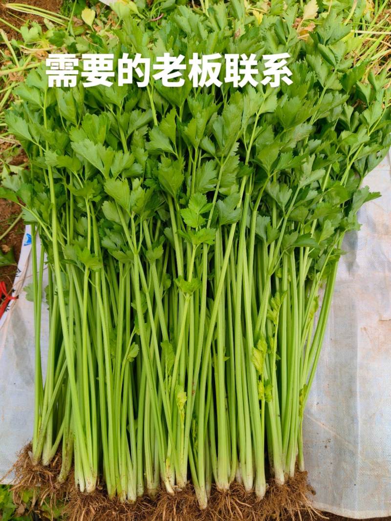 绿芹菜