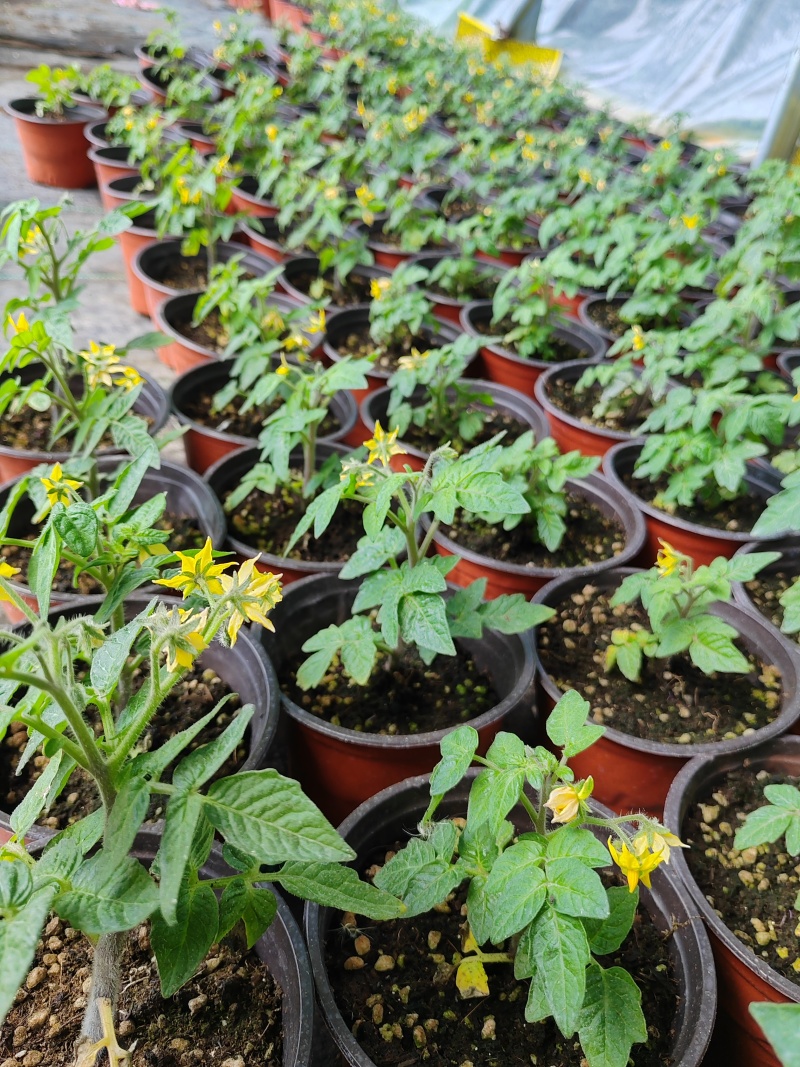 黄色小柿子盆栽矮生小番茄盆栽，原土原盆发货，根系发达易成活，