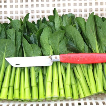 云南菜心
