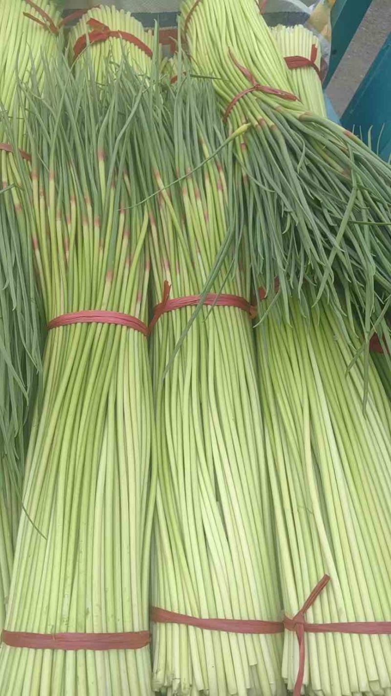 精品蒜薹