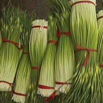 精品蒜薹