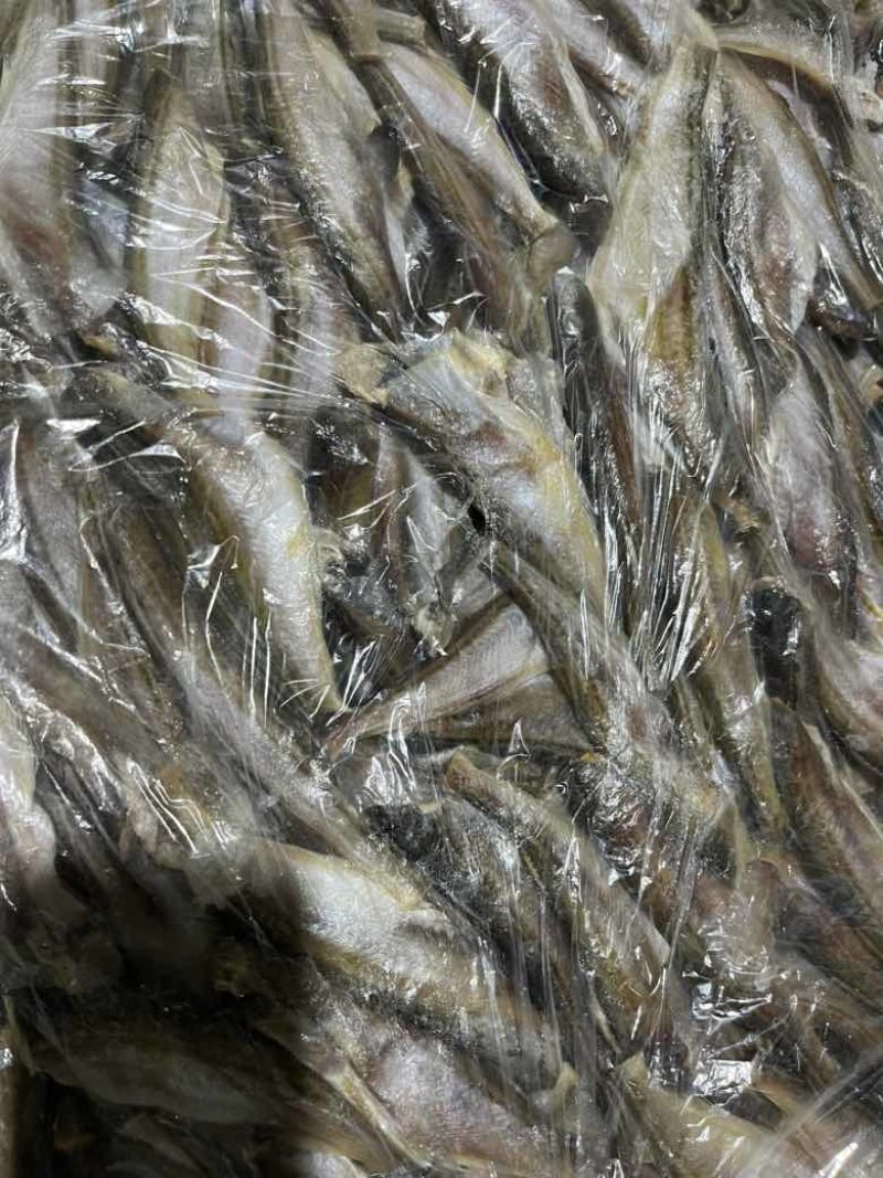 雷鱼，朝鲜雷鱼，冻板，欢迎各位老板咨询。