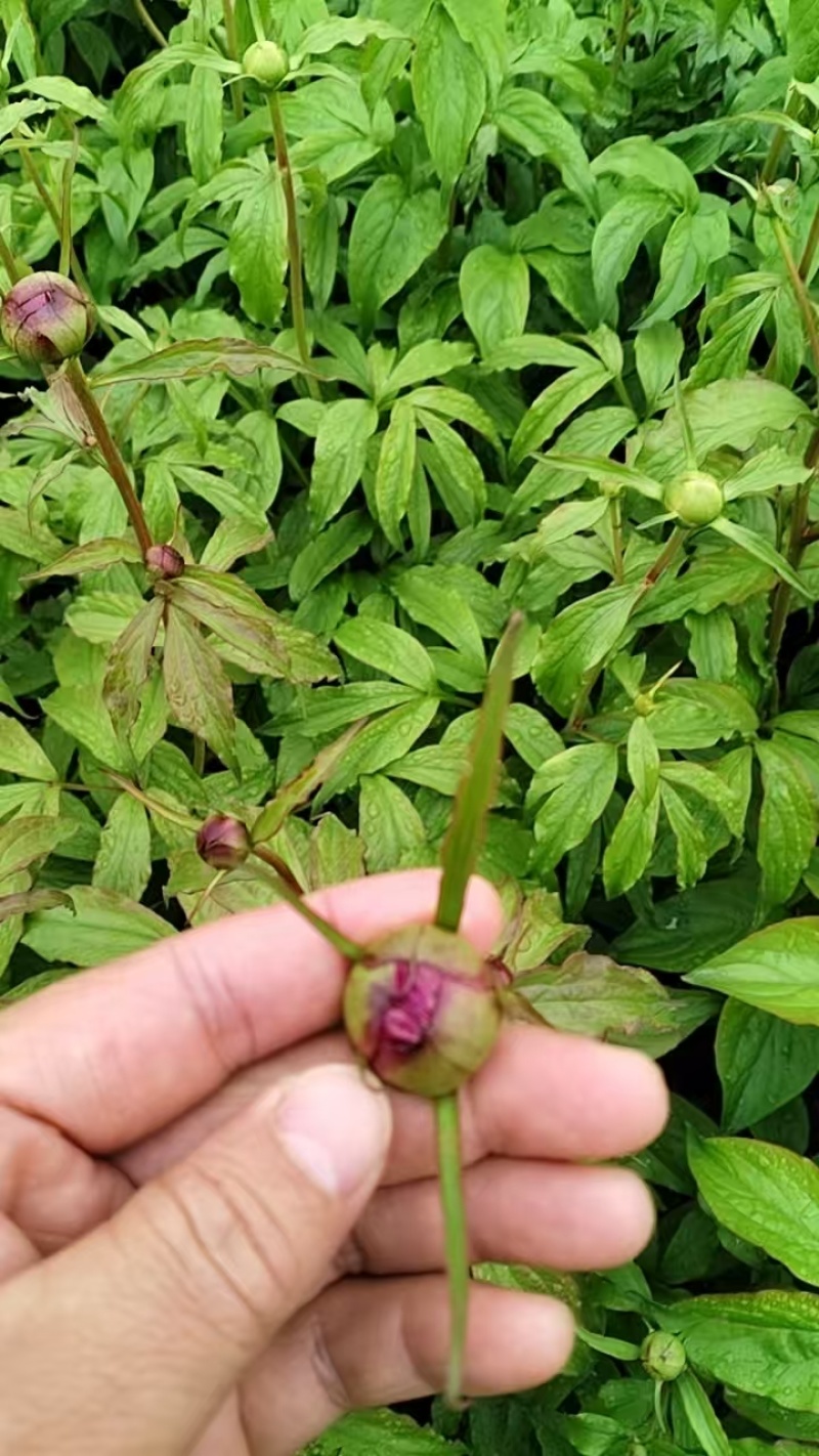 赤芍鲜切花，