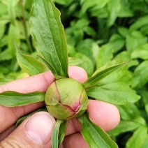 赤芍鲜切花，