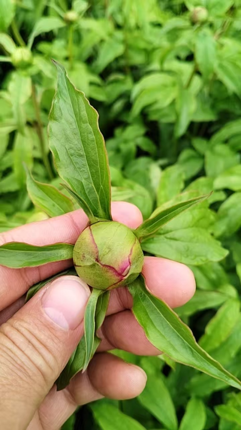 赤芍鲜切花，
