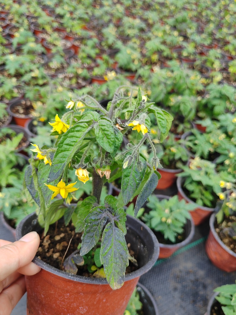 黑色矮生小番茄盆栽享受种植乐趣，养护简单，原土原盆带花带果发