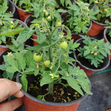 黑色矮生小番茄盆栽享受种植乐趣，养护简单，原土原盆带花带果发