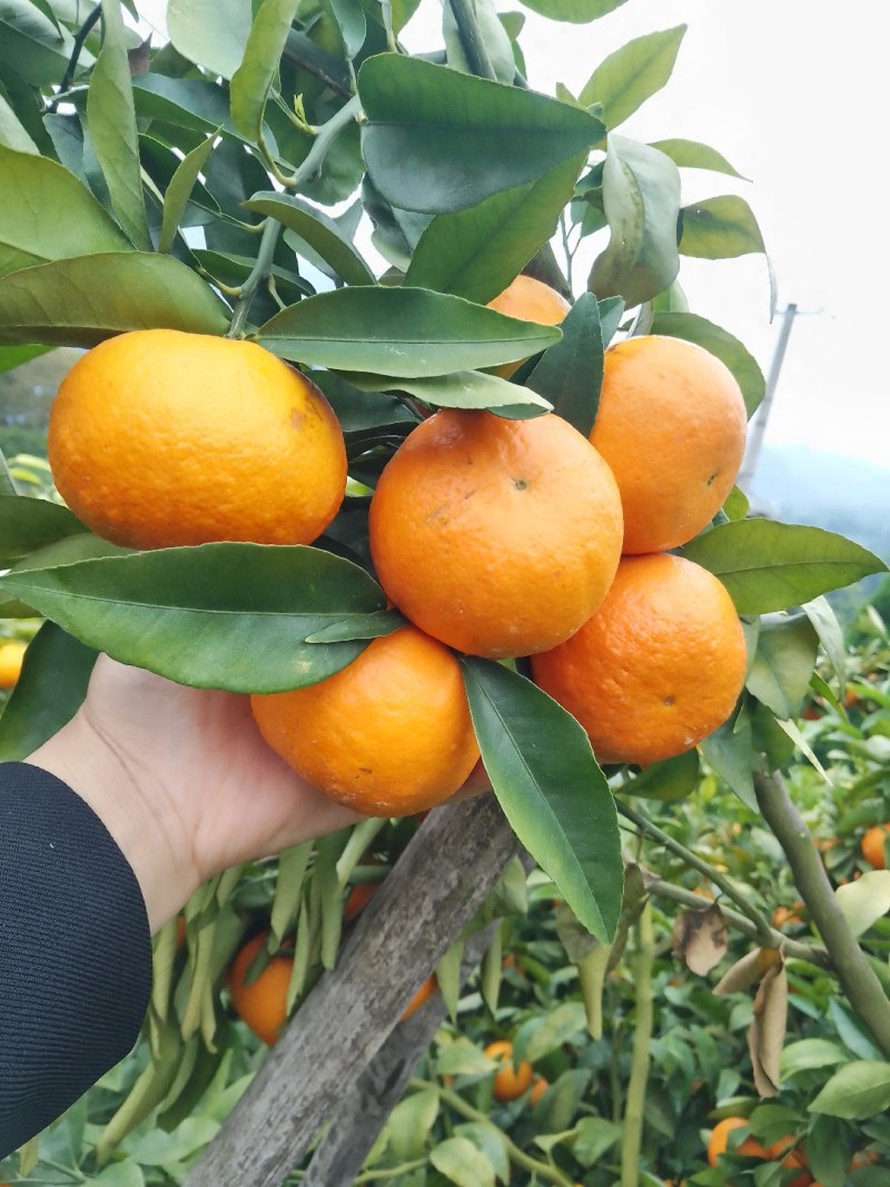 沃柑颜色火红，口感纯甜