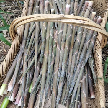 小山笋
