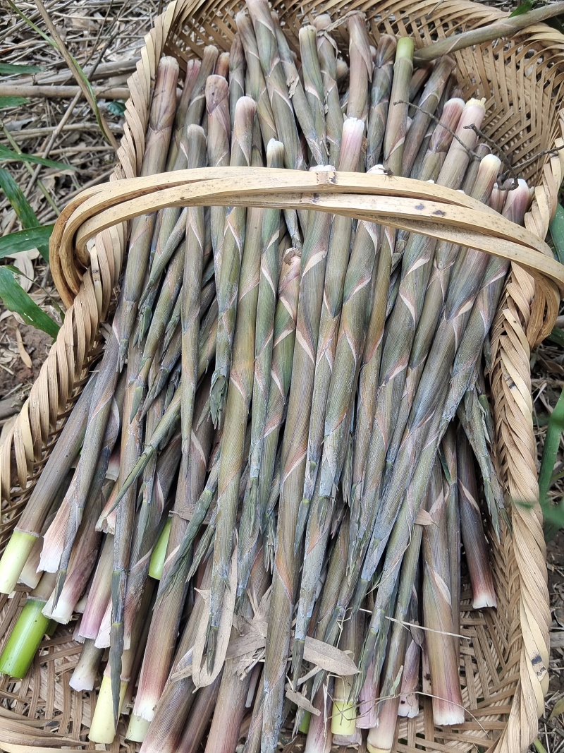 小山笋