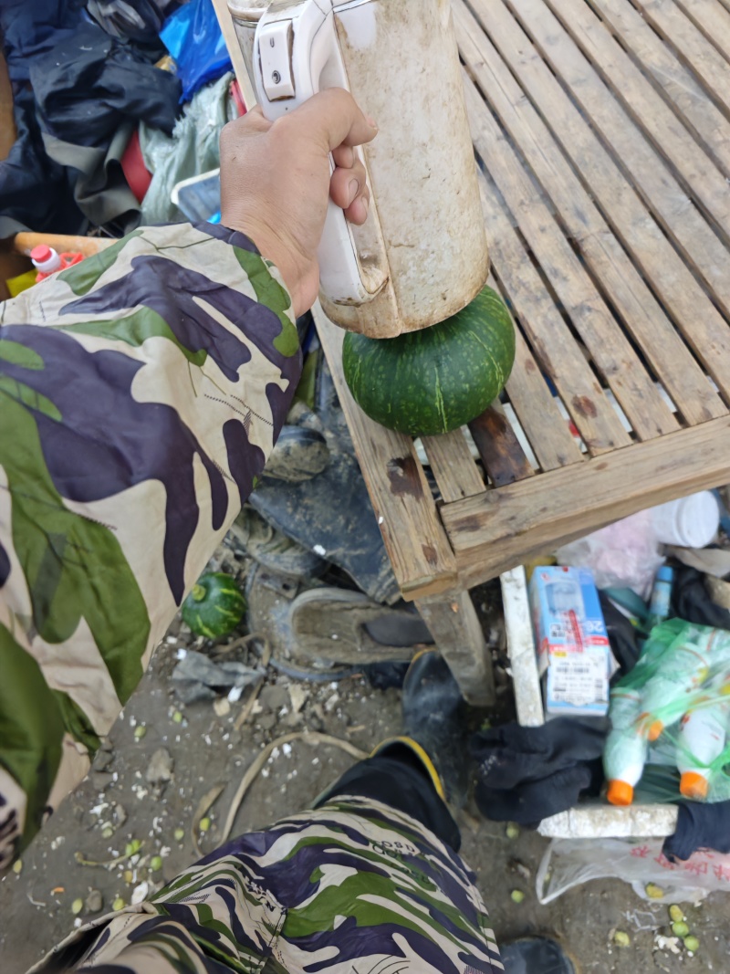 大棚自己种的贝贝南瓜，目前日产千斤以上。
