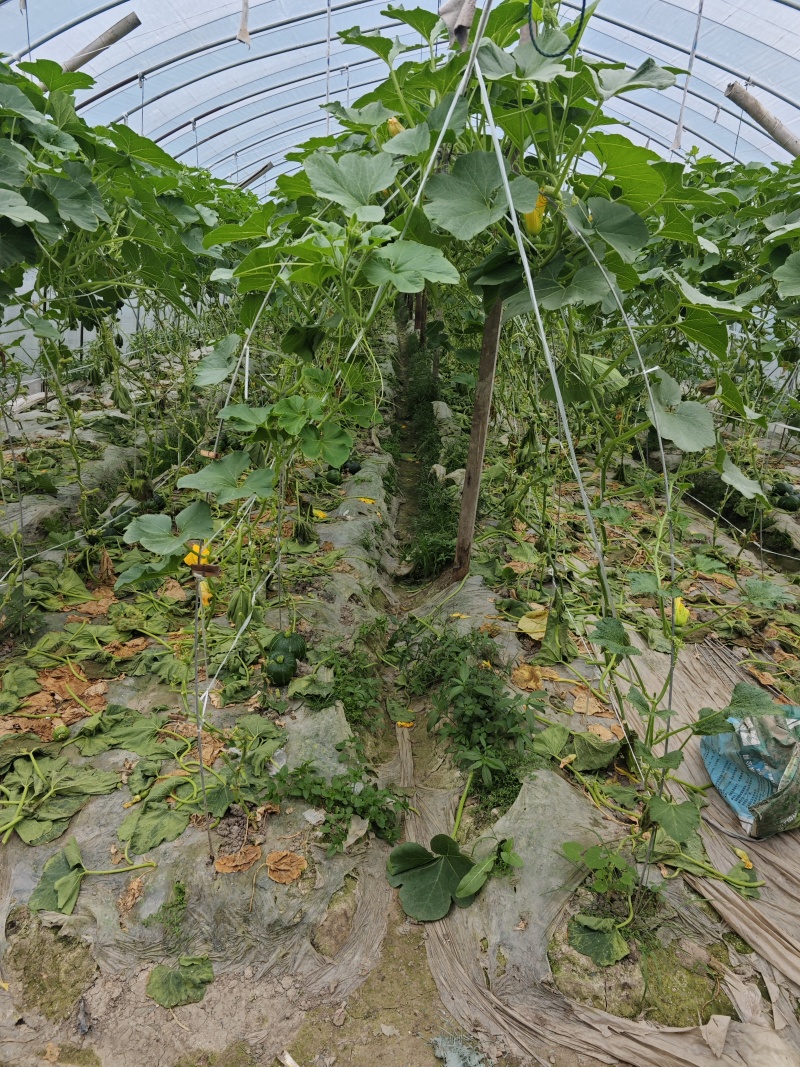 大棚自己种的贝贝南瓜，目前日产千斤以上。