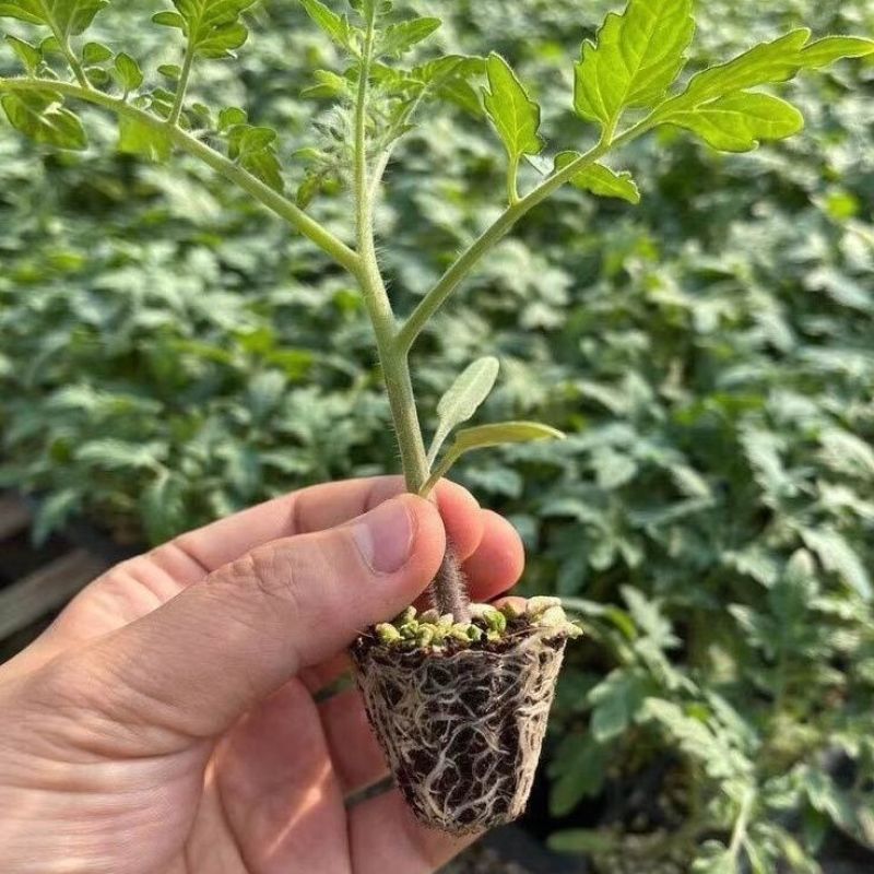 沙瓤老品种普罗旺斯番茄秧苗硬粉番茄苗大田种植果型大