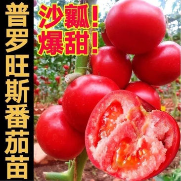 沙瓤老品种普罗旺斯番茄秧苗硬粉番茄苗大田种植果型大