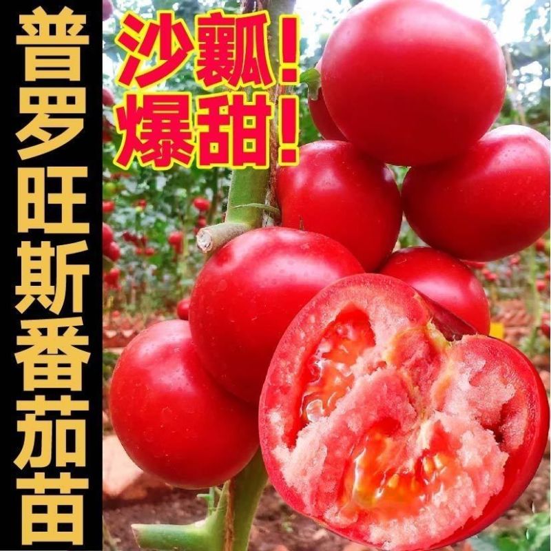 沙瓤老品种普罗旺斯番茄秧苗硬粉番茄苗大田种植果型大