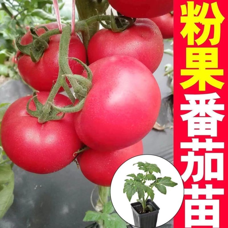 沙瓤老品种普罗旺斯番茄秧苗硬粉番茄苗大田种植果型大