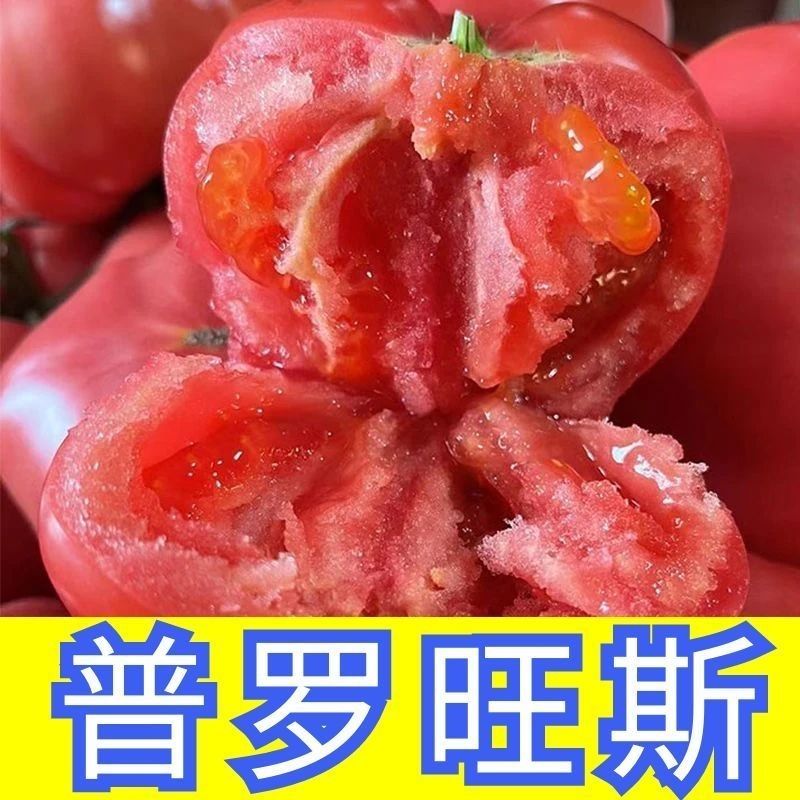 沙瓤老品种普罗旺斯番茄秧苗硬粉番茄苗大田种植果型大
