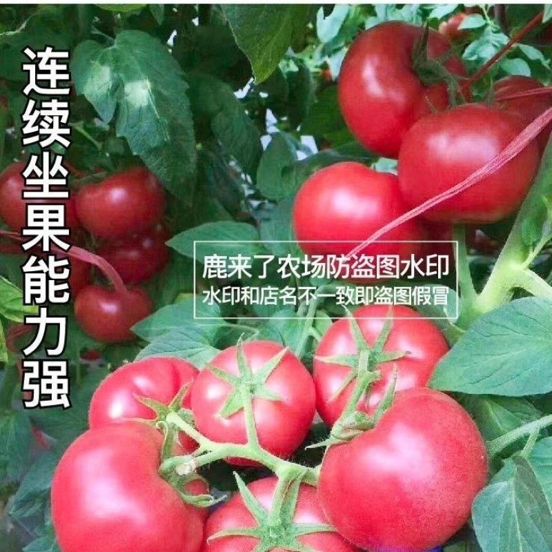 沙瓤老品种普罗旺斯番茄秧苗硬粉番茄苗大田种植果型大