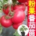 沙瓤老品种普罗旺斯番茄秧苗硬粉番茄苗大田种植果型大