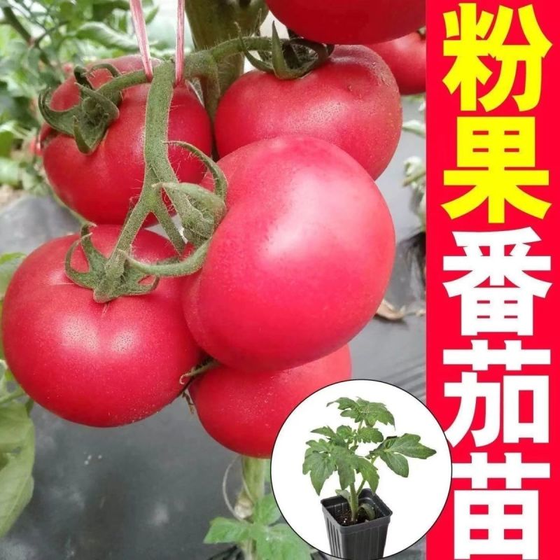 沙瓤老品种普罗旺斯番茄秧苗硬粉番茄苗大田种植果型大