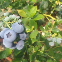 蓝莓