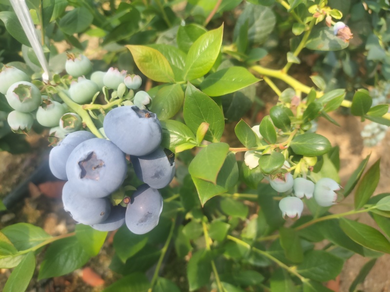 蓝莓