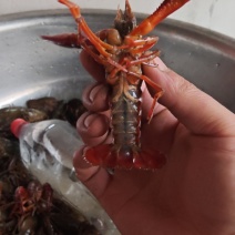 小龙虾