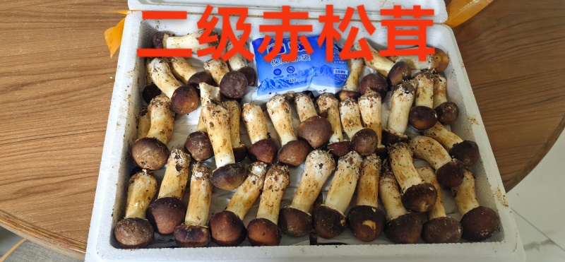 赤松茸