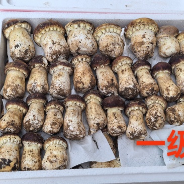 赤松茸