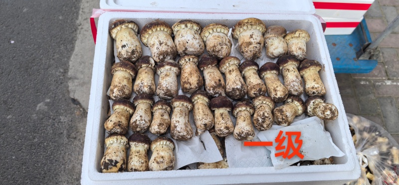 赤松茸