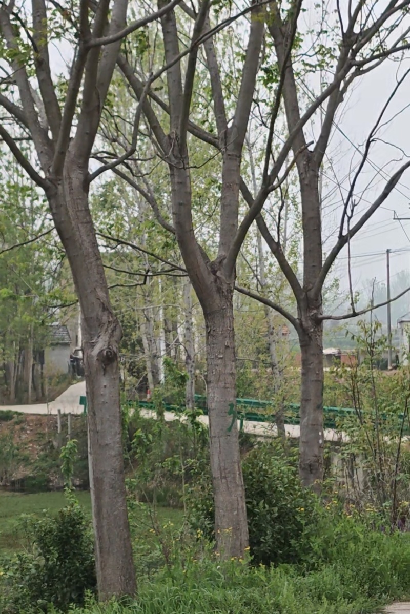 栾树