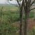 栾树