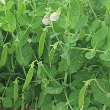新鲜无公害豌豆