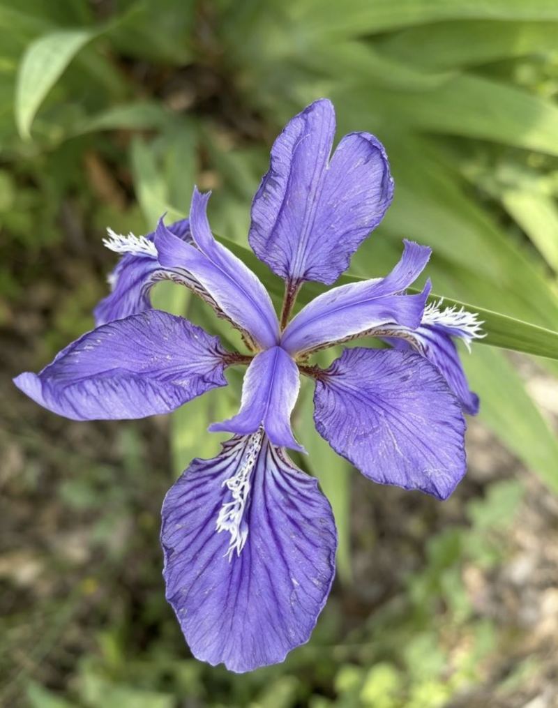 鸢尾花苗